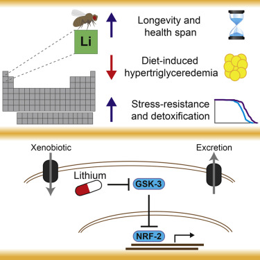 Castillo-Quan et al. Graphical abstract-2